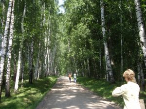 The Road to Tolstoy's Estate