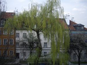 A Willow Waking Up to Spring