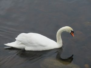 Swan on Loch Ness
